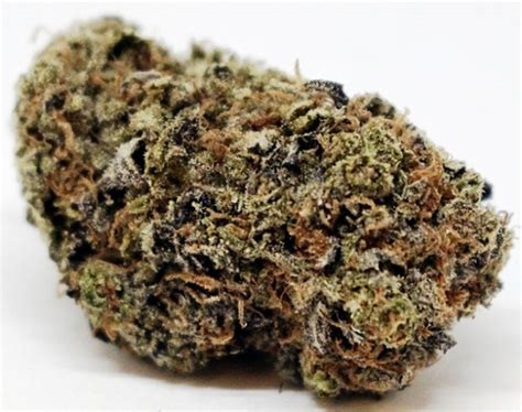 hashish versace|Versace Marijuana Strain Information & Reviews .